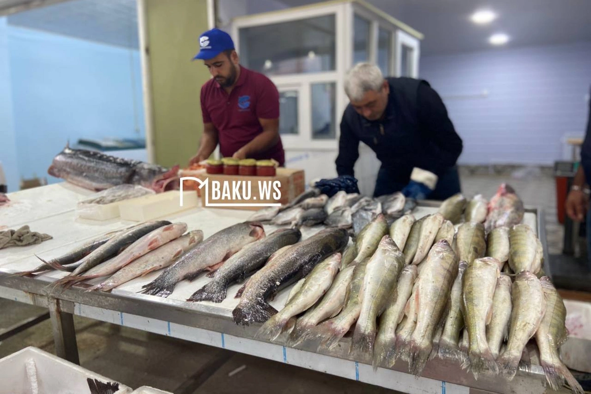 Azərbaycanda balıqçılıqla məşğul olanlar üçün ŞAD XƏBƏR