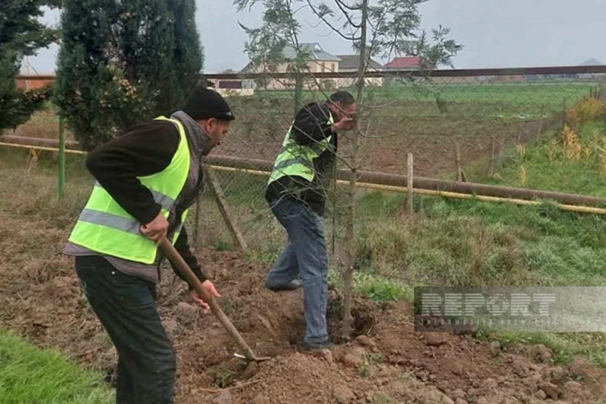 Cəlilabadda 70 ədəd "Şərq tuyası" ağacı əkilib