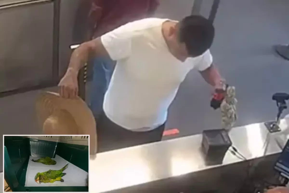 Kişinin alt paltarında gizlədilmiş iki nadir tutuquşu aşkar etdilər