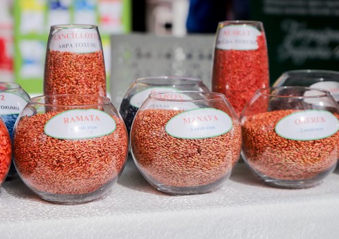 Şəki və Oğuzda toxum sərgi-satış yarmarkası, Aqrobiznes Festivalı keçirilib