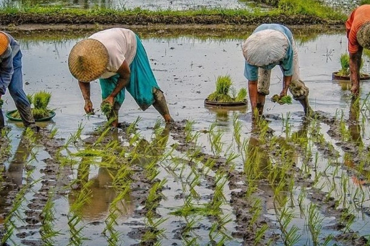 Turistlərin diqqətini cəlb edən minlərlə hektar düyü terrasları - Bali adasından REPORTAJ